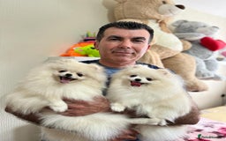 Pomeranian dogs for sale: Adorable Purebred Pomeranian Puppies – Male - Image 7
