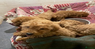 Miniature Poodle dogs - Advert 8