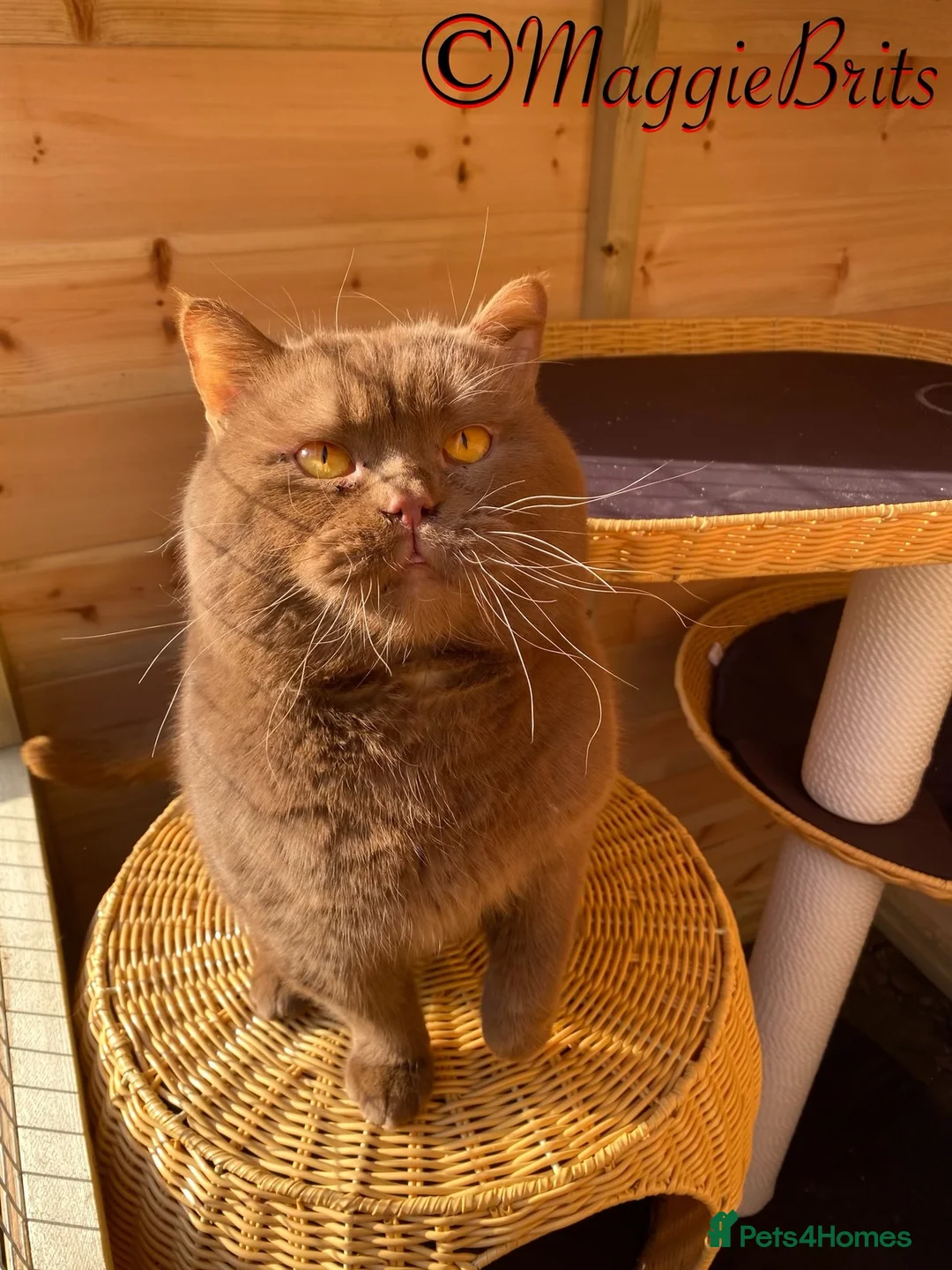 British Shorthair cats for stud: Supreme Grand Champion 🥇🏆🏅 in Northolt - Advert 7