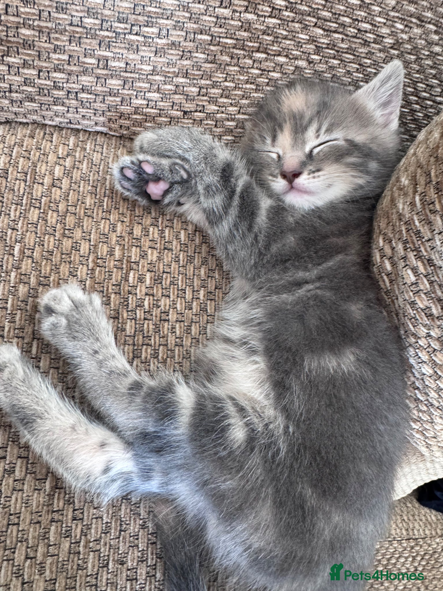 Mixed Breed cats for sale: Gorgeous fluffy affectionate kittens  in Cirencester - Advert 13