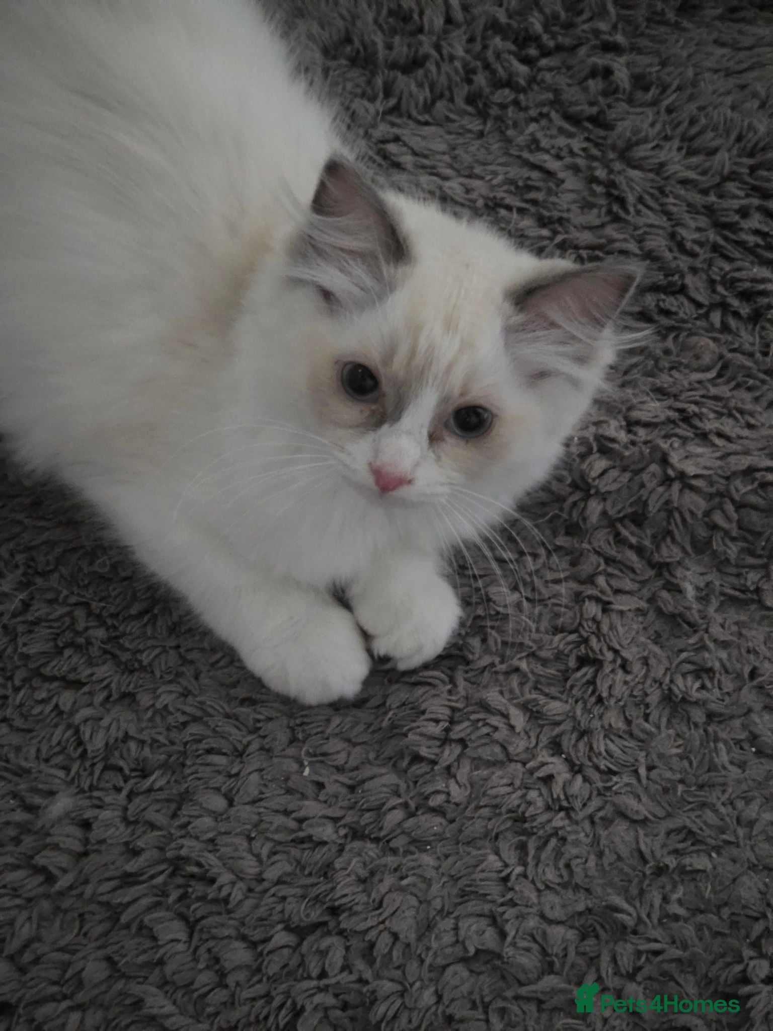 Ragdoll cats Beautiful Bi-Colour Ragdoll's - Advert 1