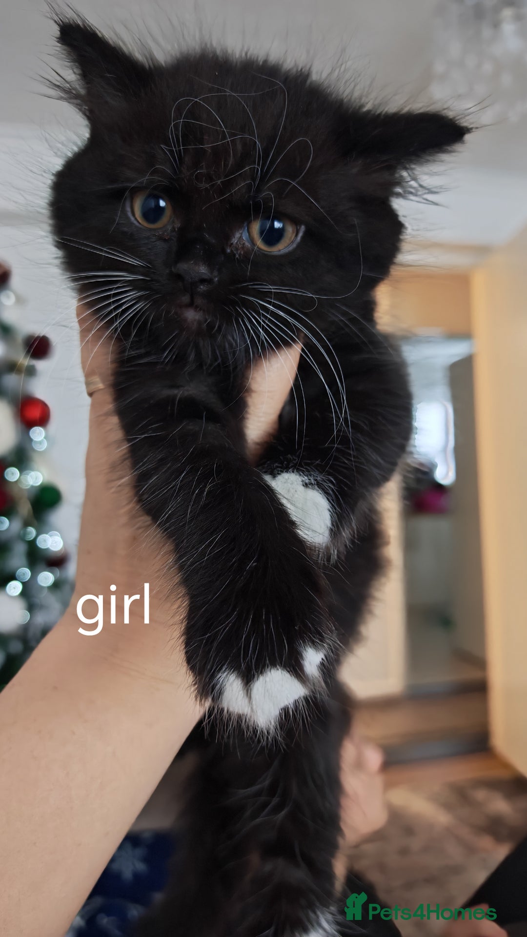 British Shorthair cats for sale:  **  under the  **  tree, Cute kittens - Advert 4