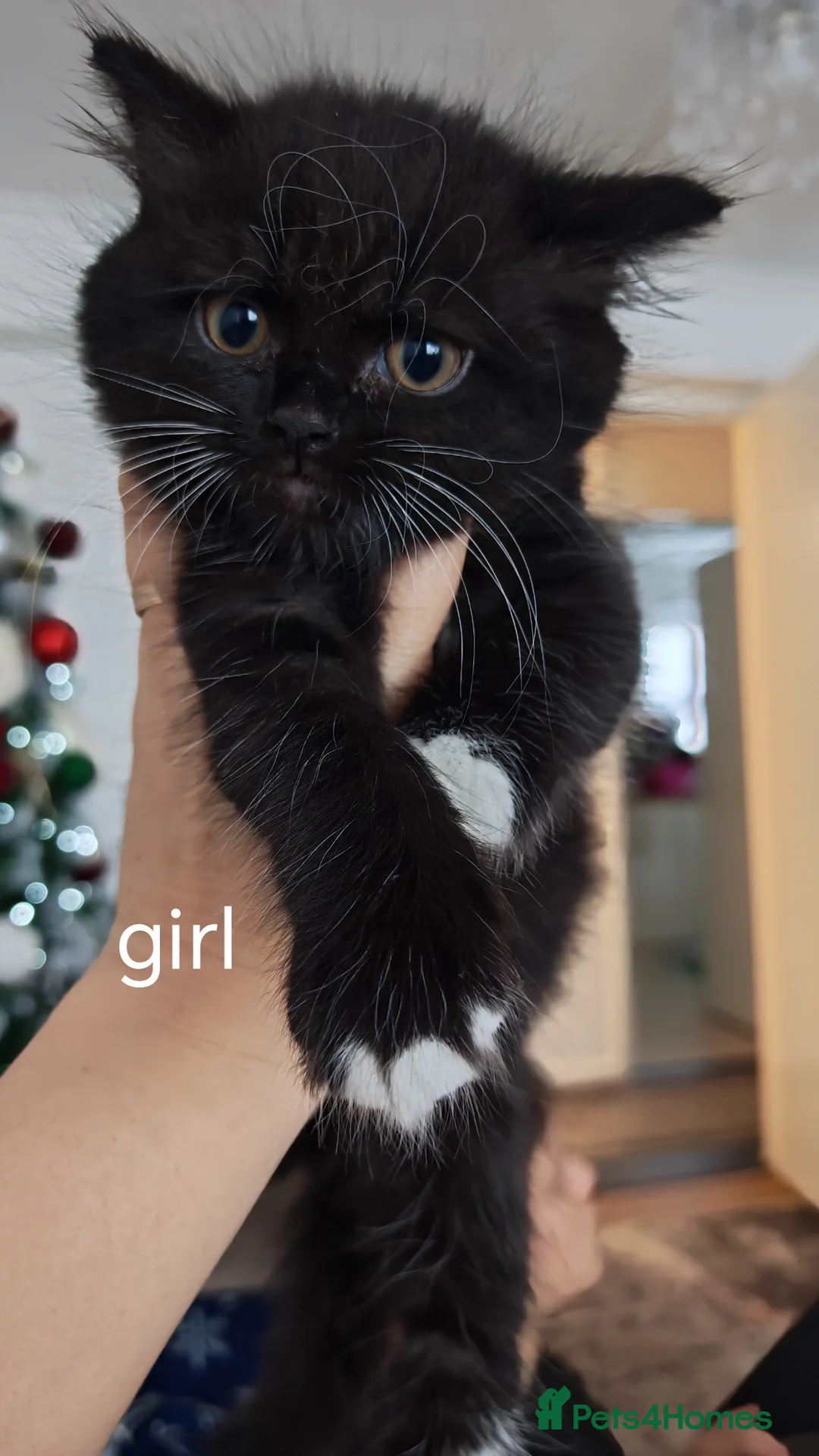 British Shorthair cats for sale:  **  under the  **  tree, Cute kittens - Advert 4