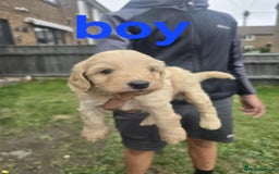 Cockapoo dogs for sale: Puppies  - Image 6