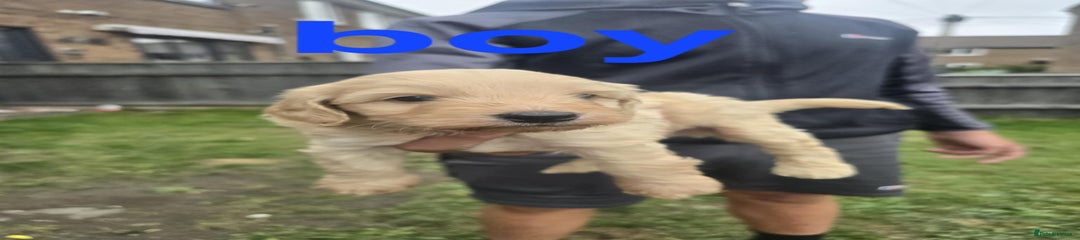 Cockapoo Puppy 5