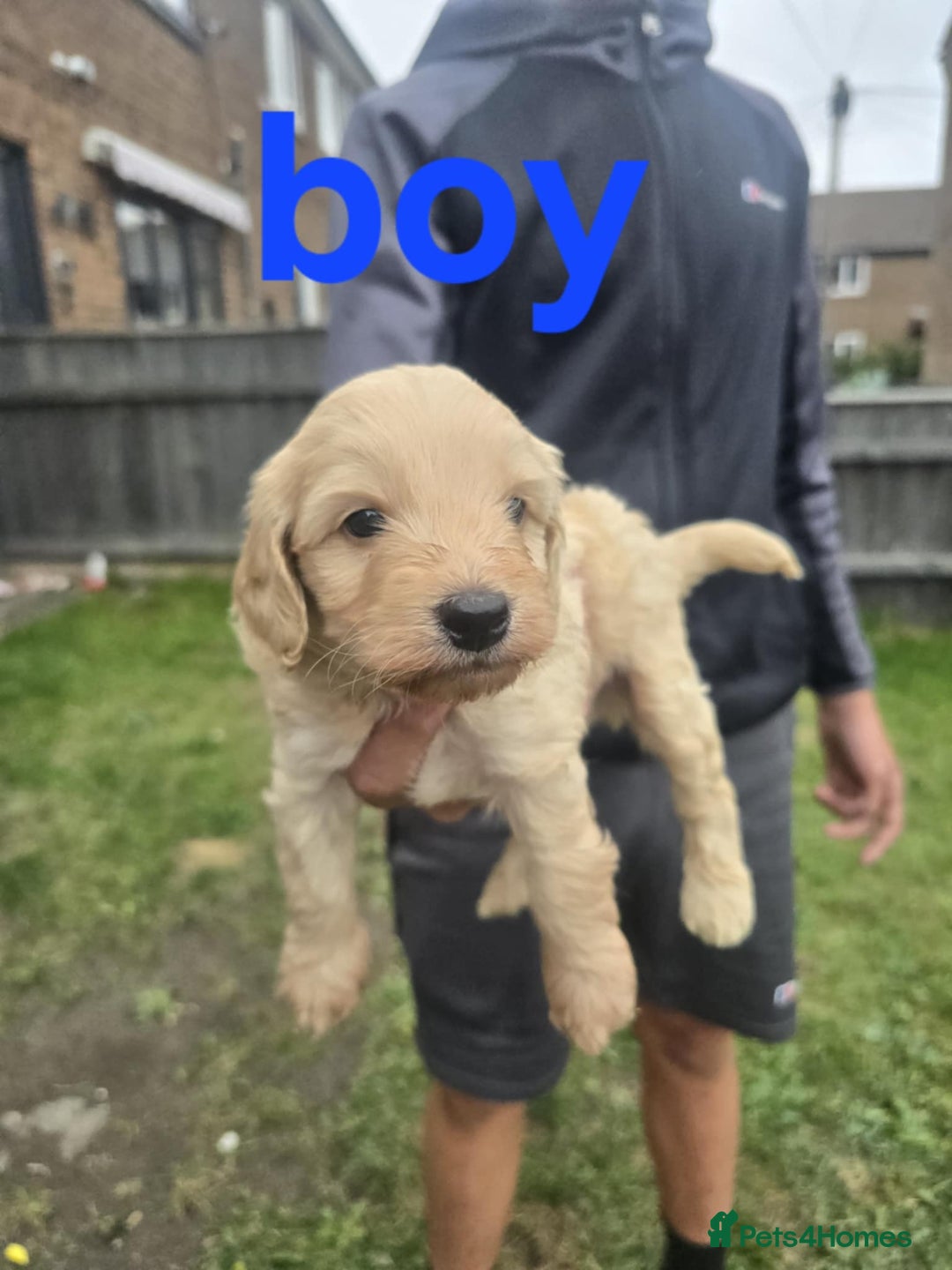 Cockapoo dogs for sale: Puppies  - Image 6