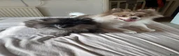 Pomeranian dogs for sale: Handsome Pomeranian looking for his forever home - Advert 2