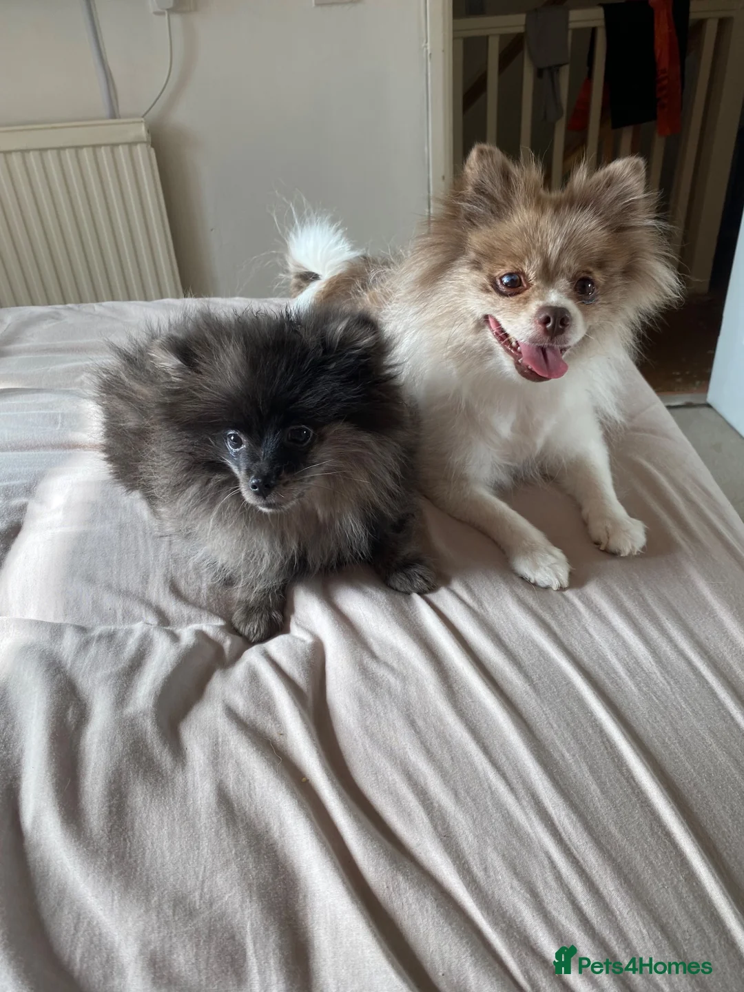 Pomeranian dogs for sale: Handsome Pomeranian looking for his forever home - Advert 2