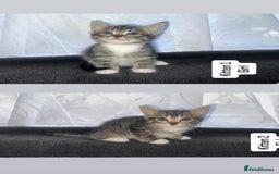 Bengal cats for sale: Bengal/Tabby - Image 3