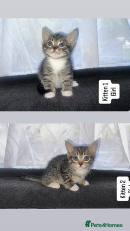 Bengal cats - Advert 12