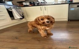 Cockapoo dogs for sale: Our dog Bella  - Image 4