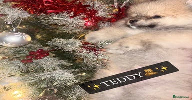 Pomeranian dogs ✨🐶SPECIAL Teddy Bear🧸 SMALL SKY🩵BLUE 👀 POMS🐶✨ - Advert 10