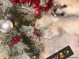 Pomeranian dogs ✨🐶SPECIAL Teddy Bear🧸 SMALL SKY🩵BLUE 👀 POMS🐶✨ - Advert 6