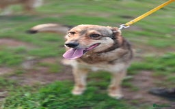 Mixed Breed dogs for adoption: 💙🐶 SIRKO 🐶💙 - Image 16