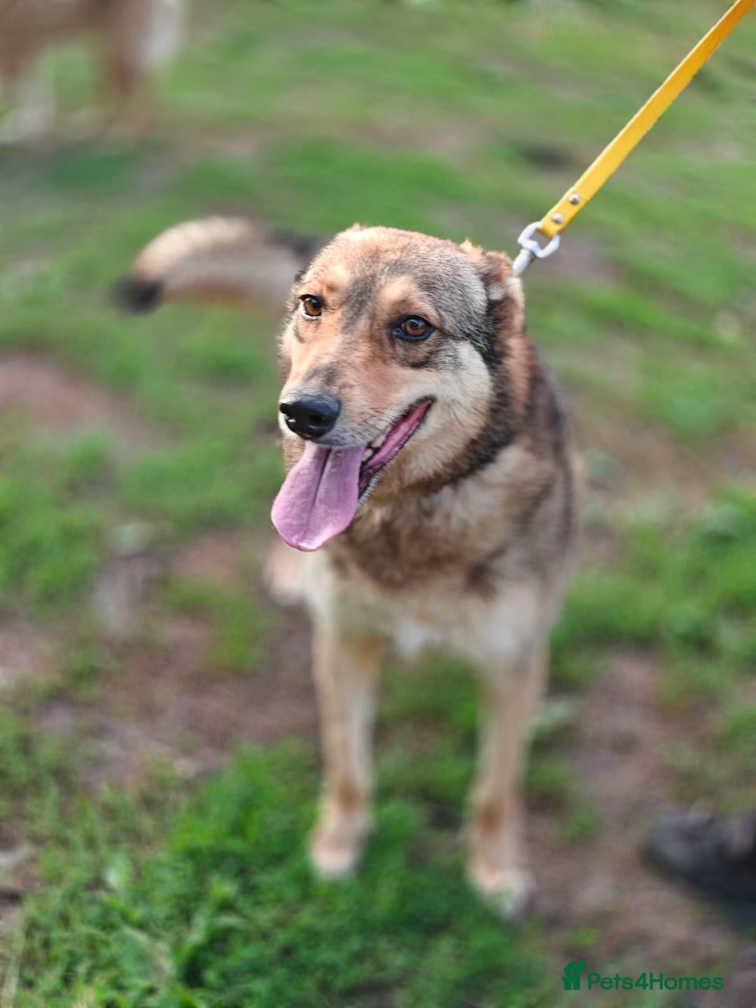 Mixed Breed dogs for adoption: 💙🐶 SIRKO 🐶💙 - Image 16