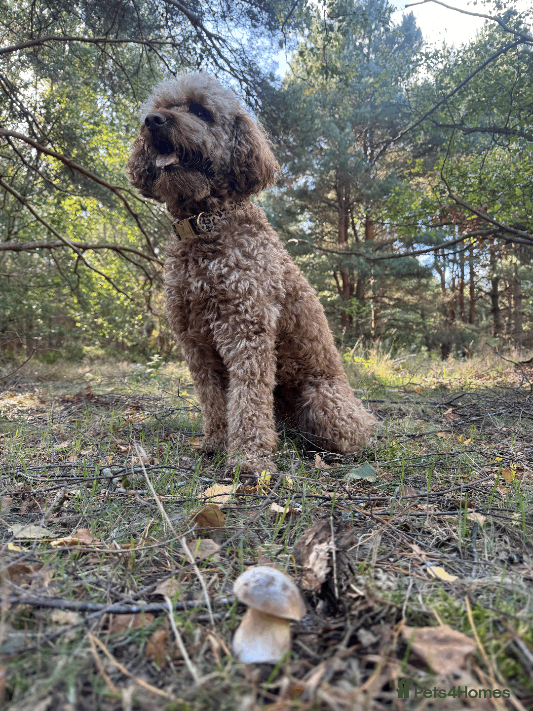 Labradoodle dogs for sale: A new loving active home needed :( - Advert 8