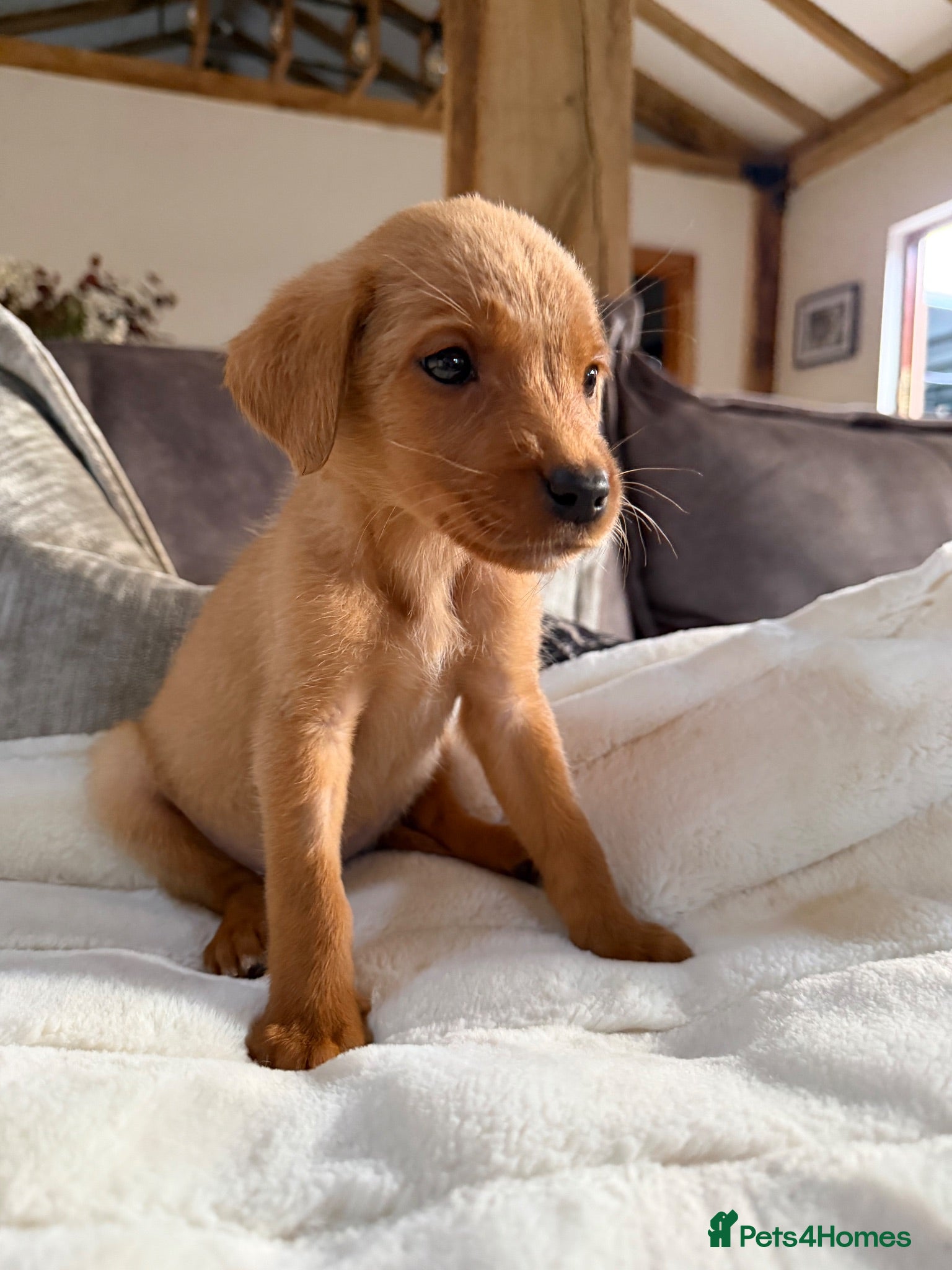 Labrador Retriever dogs Beautiful Red kc Labrador Puppies - Advert 1