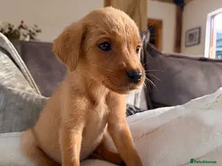 Labrador Retriever dogs Beautiful Red kc Labrador Puppies - Advert 1