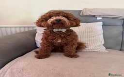 Miniature Poodle dogs for stud: Miniature Poodle Stud  - Image 2