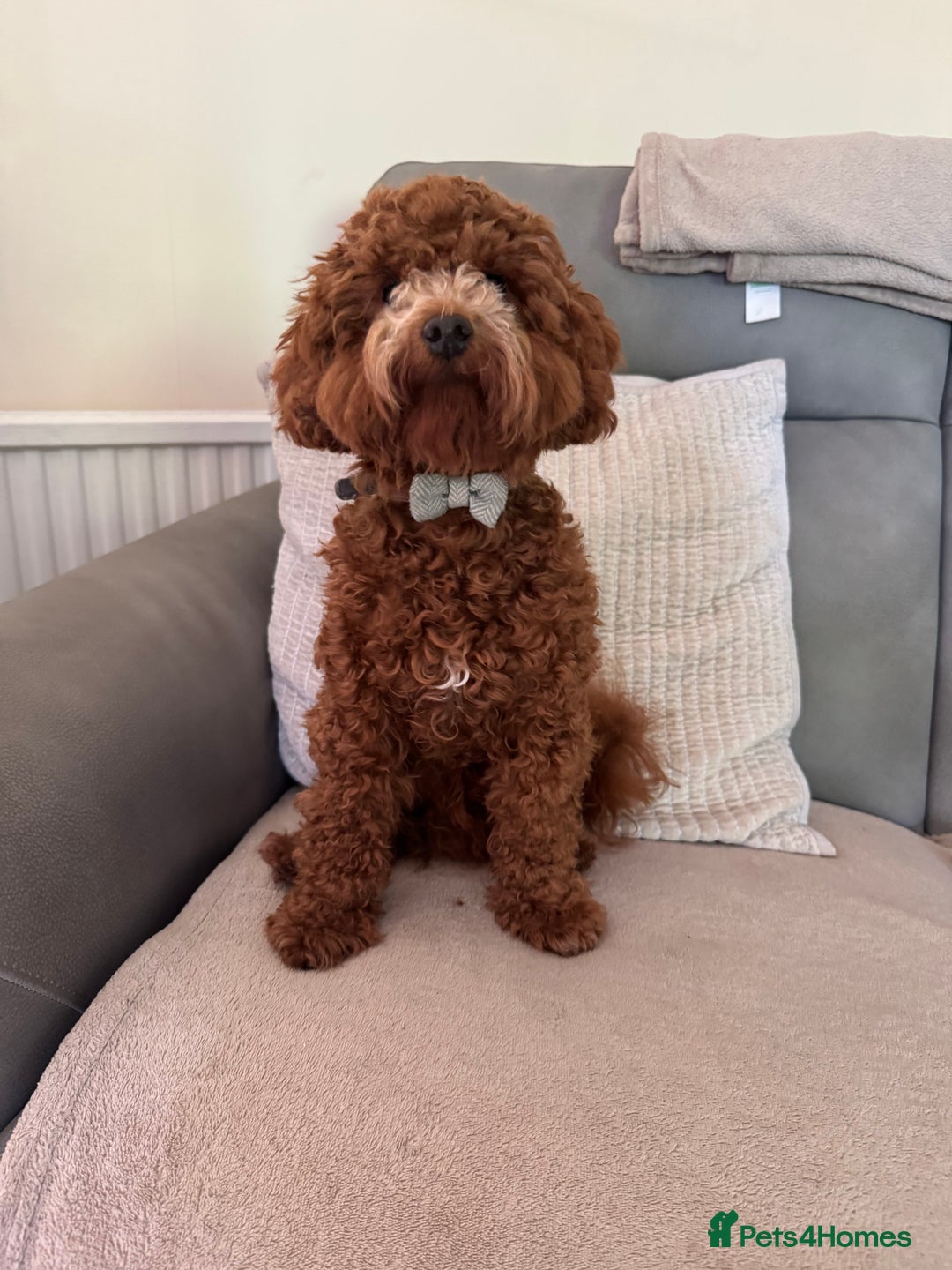 Miniature Poodle dogs for stud: Miniature Poodle Stud  - Image 2