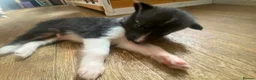 Mixed Breed dogs for sale: 5 x collie x husky x sheperd puppies in Newcastle upon Tyne - Advert 6