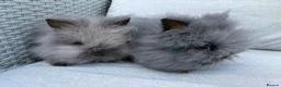 Lionhead rabbits for sale: 2 Double mane lion-head for sale last two boys  - Advert 11
