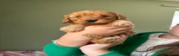 Cockapoo dogs for sale: Last girl remaining!! F2B miniature cockapoo pups - Advert 13