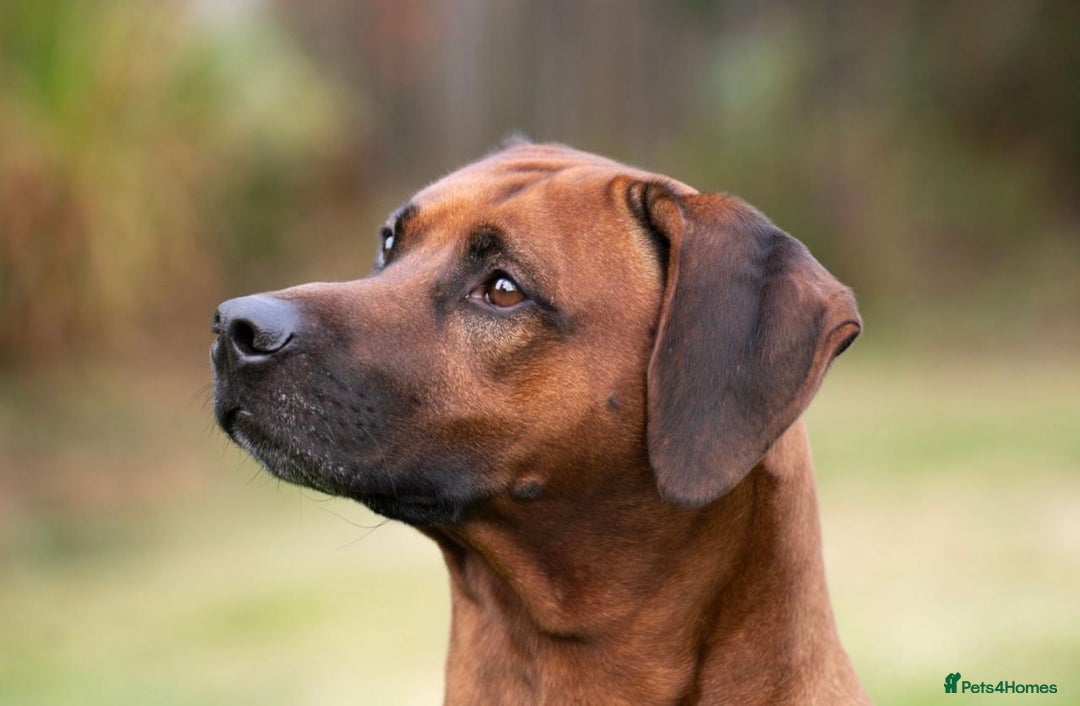 Rhodesian Ridgeback dogs for sale: Eu**an Champion Pedigree KC  - Image 8