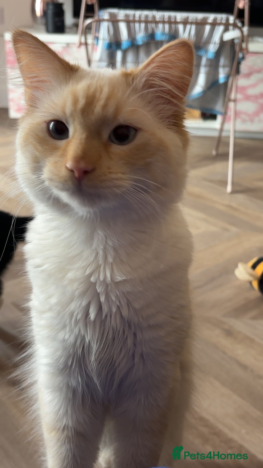 British Longhair cats for sale: White and ginger ragdoll  - Advert 3