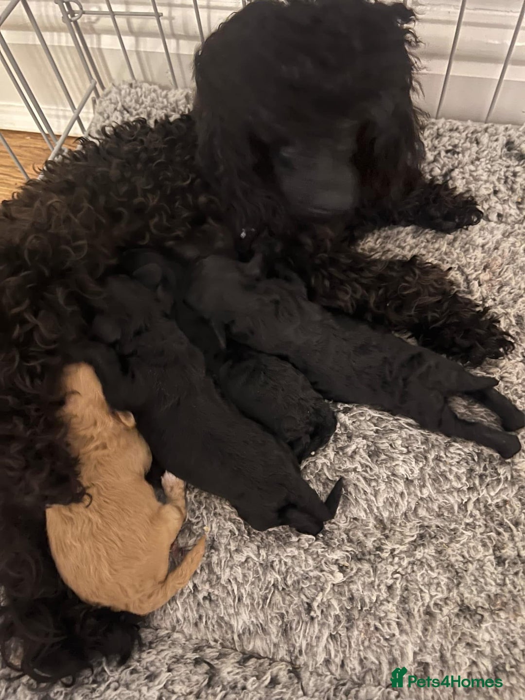Cockapoo dogs for sale: F1 cockerpoo puppies  - Image 6