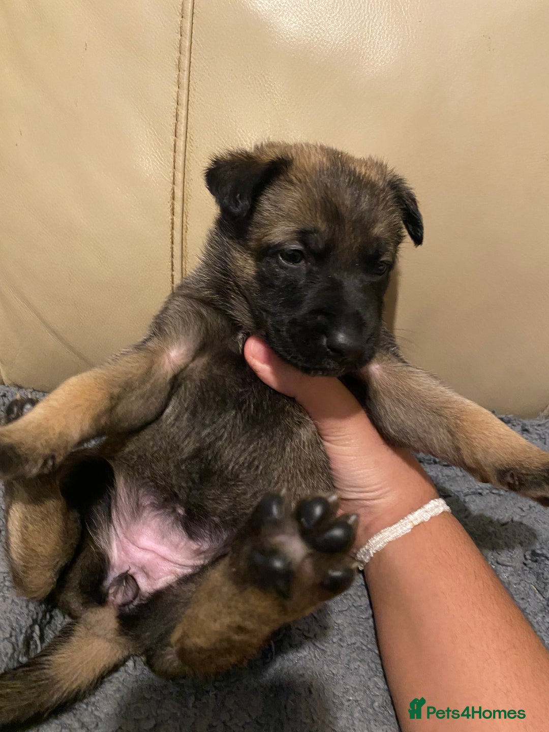 Belgian Shepherd Dog dogs for sale: Belgian Malinois puppies - Advert 21