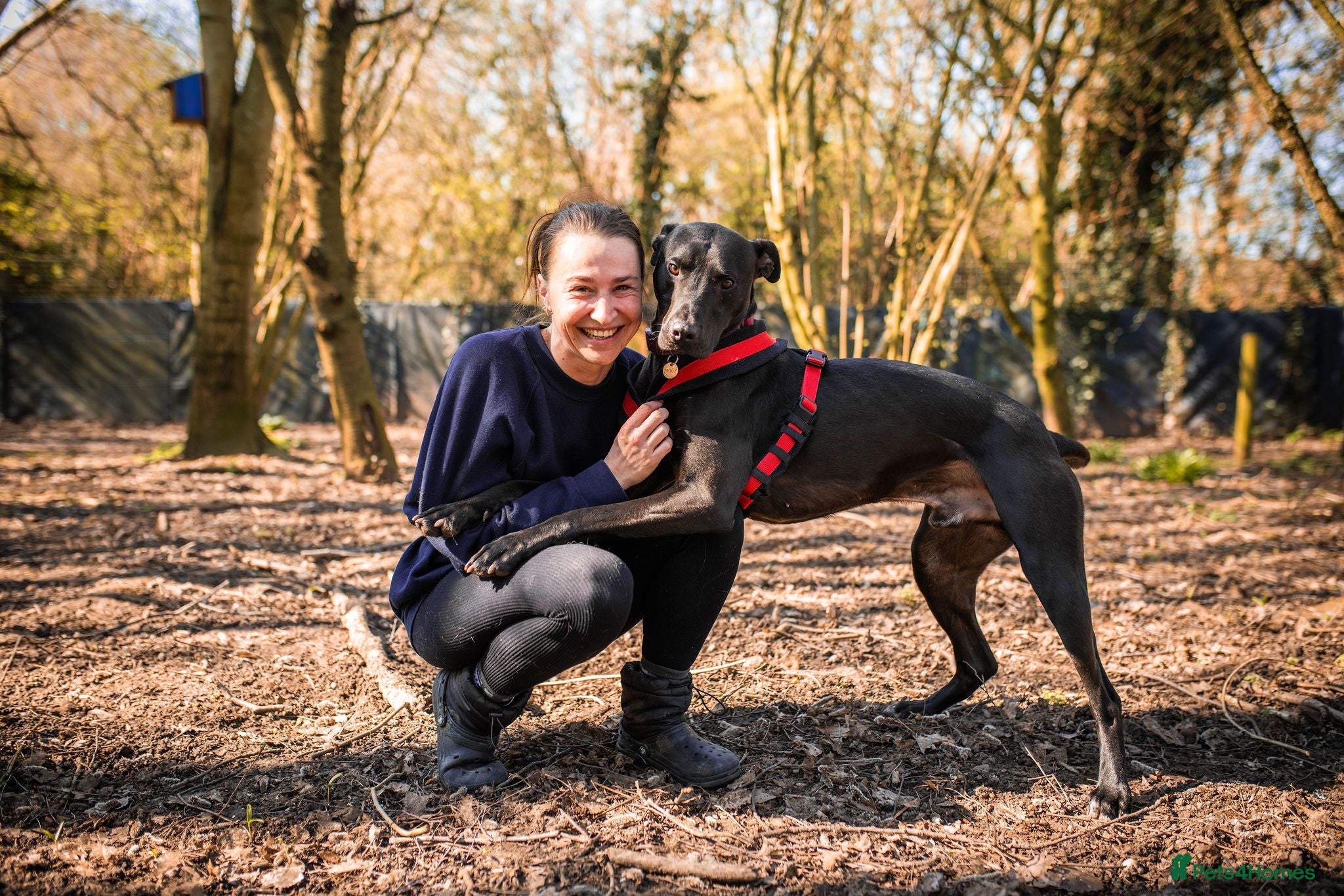 Mixed Breed dogs Captain - Advert 3