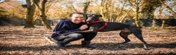 Mixed Breed dogs for adoption: Captain - Advert 1