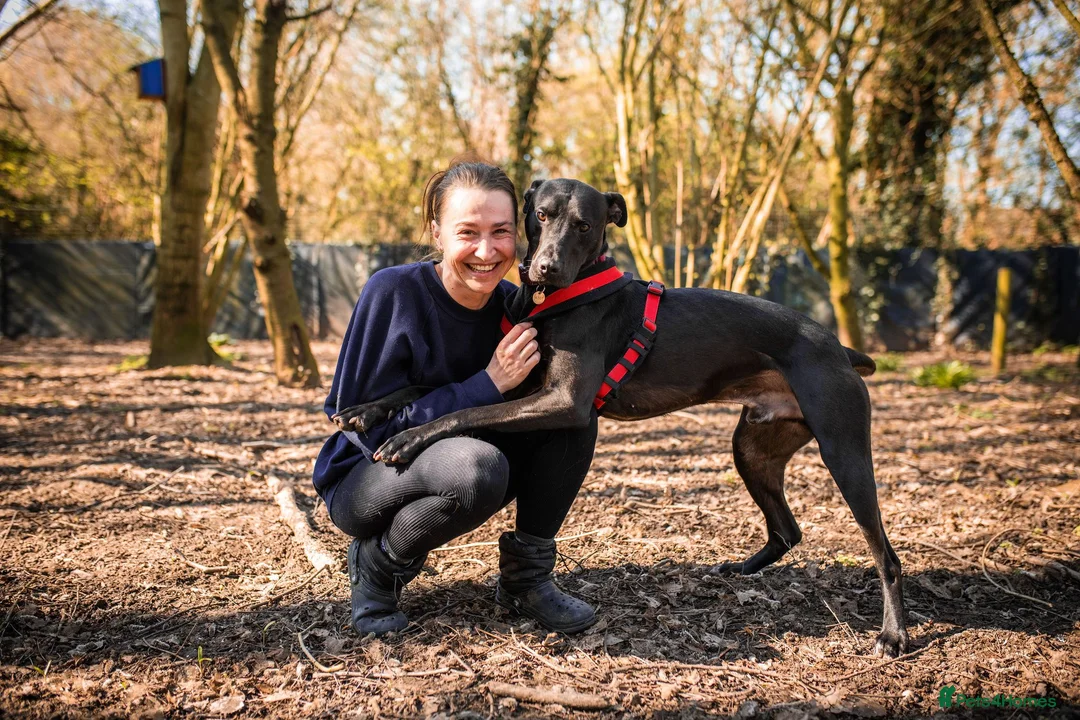 Mixed Breed dogs for adoption: Captain - Advert 1