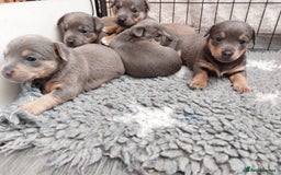 Jack Russell dogs for sale: Lilac/Blue Jack Russell puppies  in Hornchurch - Image 13