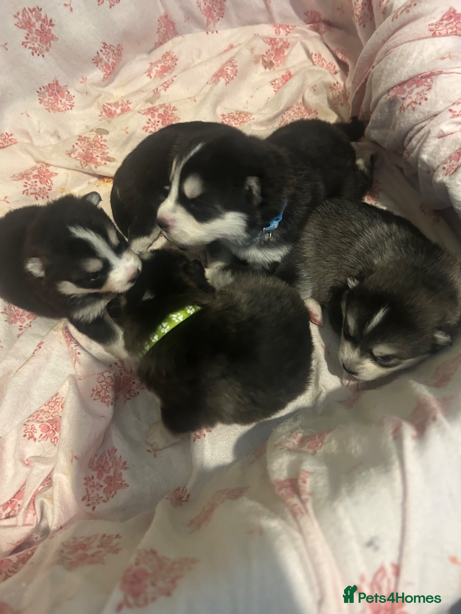 Pomsky dogs Pomsky Puppy F4 - Advert 15