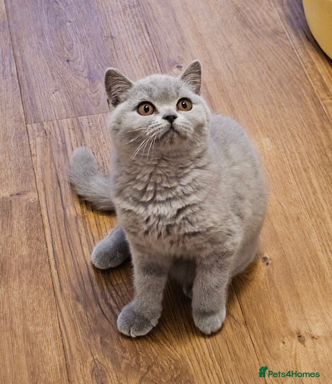 British Shorthair cats for sale: Beautiful British Shorthair kittens NEUTERED - Advert 2