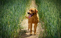 Labrador Retriever dogs for stud: FOX RED Health Tested KC Labrador Retriever - Advert 9