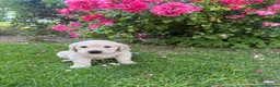 Golden Retriever dogs for sale: Chunky golden retriever puppies, kc registered in Poulton-le-Fylde - Advert 11