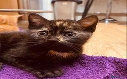 British Shorthair cats for sale: Adorable Kittens FOR SALLE  - Image 11