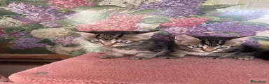 Mixed Breed 1