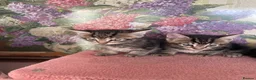 Mixed Breed cats for sale: Beautiful Mixed Breed  - Advert 10