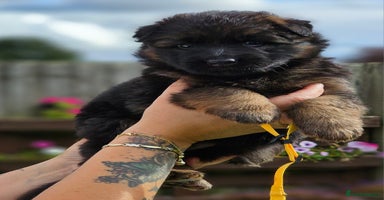 German Shepherd dogs - Advert 9