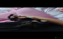 British Shorthair cats for sale: male kitten - Image 1