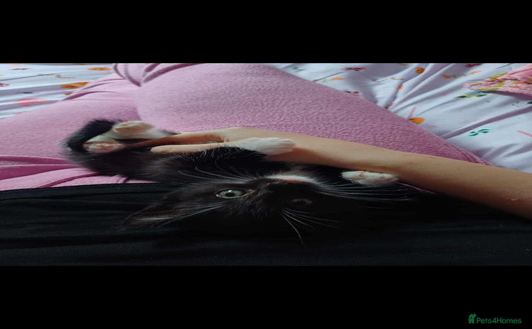 British Shorthair cats - Advert 5