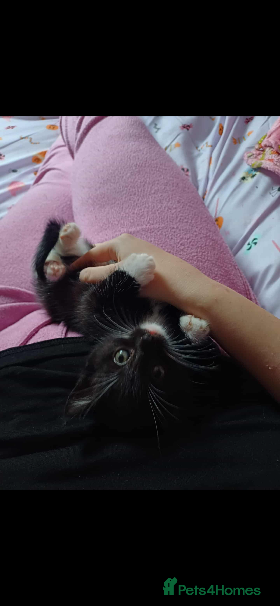 British Shorthair cats for sale: male kitten - Image 1