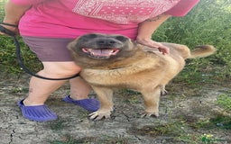 Belgian Shepherd Dog dogs for adoption: Ava - Norwich Norfolk  - Image 12