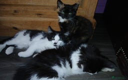 Maine Coon cats for sale:  Vet check. Full Vaccinated. Microchiped kittens in Sudbury - Image 26
