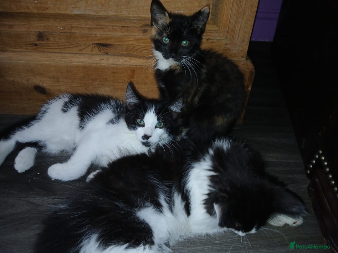 Maine Coon cats for sale:  Vet check. Full Vaccinated. Microchiped kittens in Sudbury - Image 26