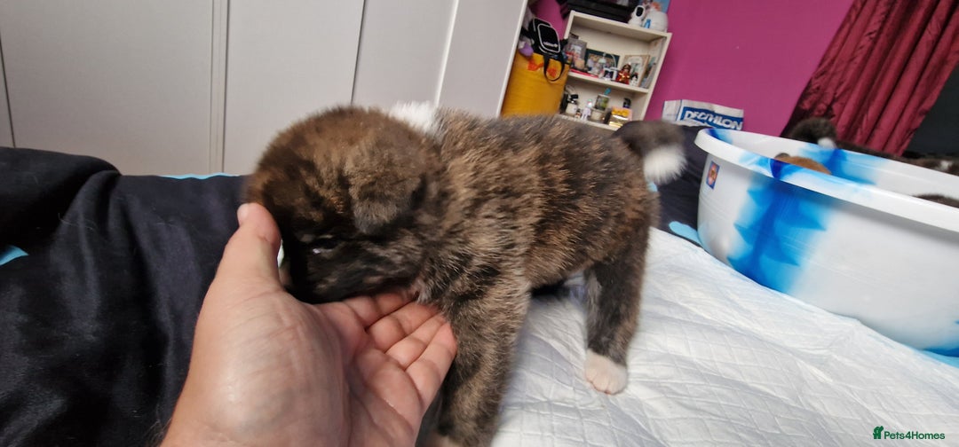 Akita dogs for sale: Akita Inu Japonese - Image 23